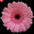Gerbera - Grizzly